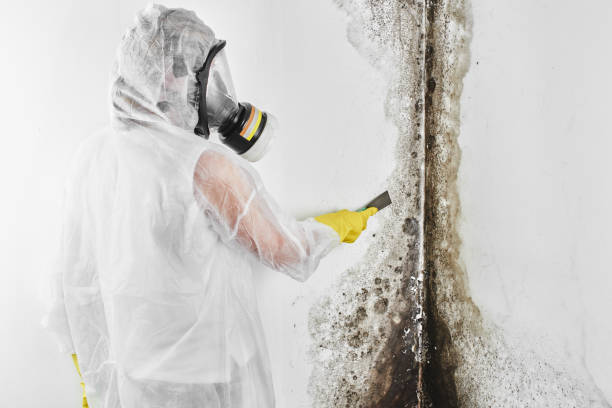 Best Professional Mold Removal  in Franklin Lakes, NJ