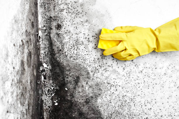 Best Mold Removal Near Me  in Franklin Lakes, NJ