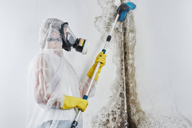 Best Local Mold Removal Service  in Franklin Lakes, NJ