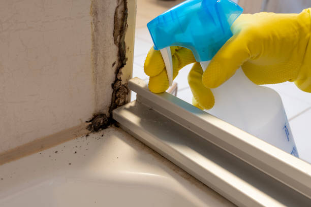 Best Mold Removal Company Near Me  in Franklin Lakes, NJ