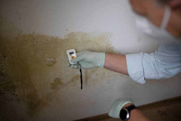Best Mold Testing and Removal  in Franklin Lakes, NJ