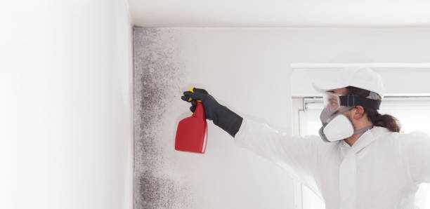 Best Best Mold Removal Companies  in Franklin Lakes, NJ