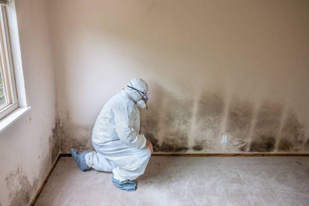 Best Fast Mold Removal  in Franklin Lakes, NJ