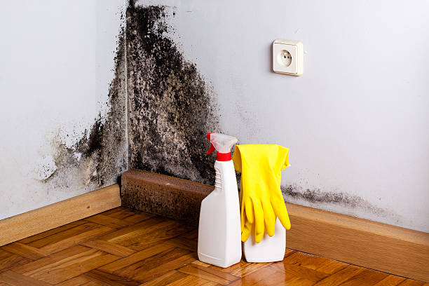 Best Local Mold Removal Service  in Franklin Lakes, NJ